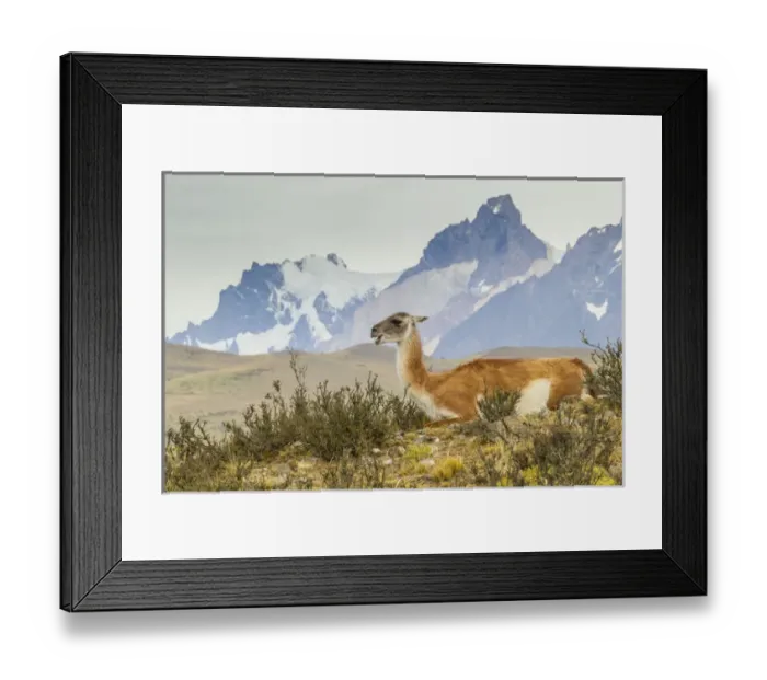 Framed Print : South America, Chile, Patagonia, Torres del Paine Framed Print : South America, Chile, Patagonia, Torres del Paine
