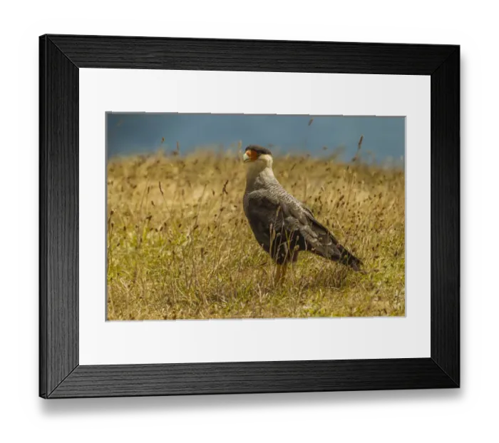 Framed Print : South America, Chile, Patagonia, Torres del Paine National Park Framed Print : South America, Chile, Patagonia, Torres del Paine National Park