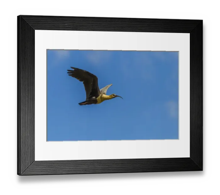 Framed Print : South America, Chile, Patagonia, Torres del Paine National Park. Flying black-faced ibis Framed Print : South America, Chile, Patagonia, Torres del Paine National Park. Flying black-faced ibis