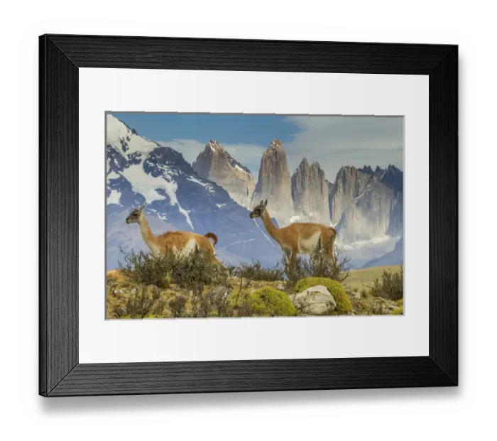 Framed Print : South America, Chile, Patagonia, Torres del Paine Framed Print : South America, Chile, Patagonia, Torres del Paine