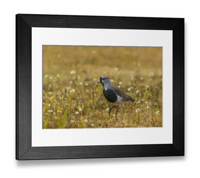 Framed Print : South America, Chile, Patagonia, Torres del Paine National Park. Southern lapwing bird in grass Framed Print : South America, Chile, Patagonia, Torres del Paine National Park. Southern lapwing bird in grass