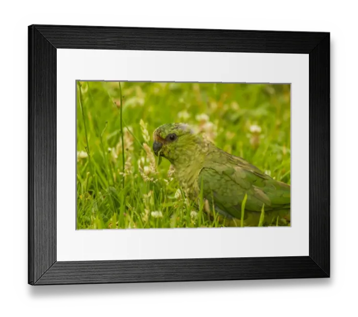 Framed Print : South America, Chile, Patagonia, Torres del Paine National Park. Austral parakeet in grass Framed Print : South America, Chile, Patagonia, Torres del Paine National Park. Austral parakeet in grass