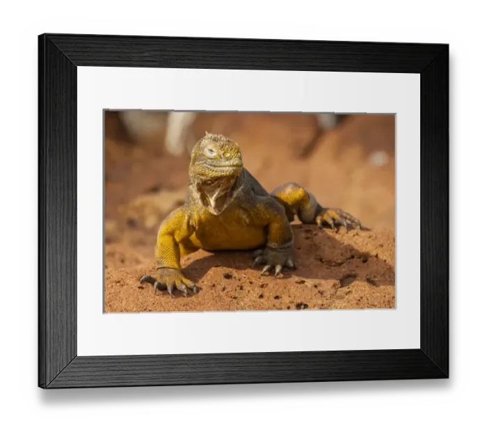 Framed Print : Ecuador, Galapagos National Park. Close-up of land iguana Framed Print : Ecuador, Galapagos National Park. Close-up of land iguana