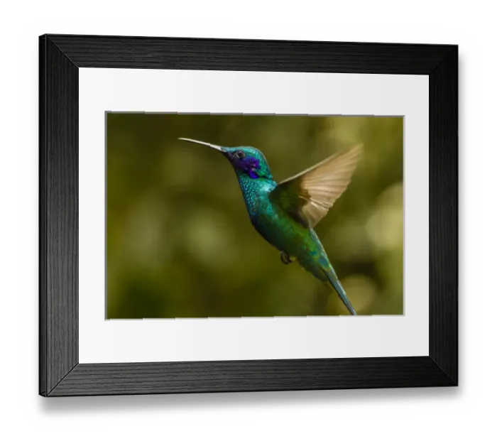 Framed Print : Ecuador, Galapagos National Park, Nono. Profile of sparkling violet-ear hummingbird