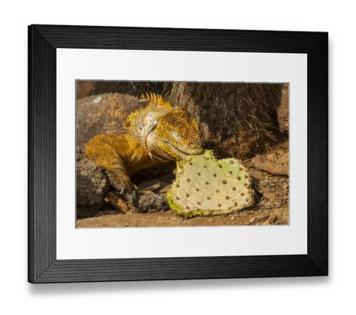 Framed Print : Ecuador, Galapagos National Park. Close-up of land iguana eating cactus leaf. Credit as Framed Print : Ecuador, Galapagos National Park. Close-up of land iguana eating cactus leaf. Credit as