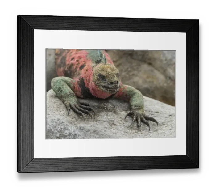 Framed Print : Ecuador, Galapagos National Park. Marine iguana on rock Framed Print : Ecuador, Galapagos National Park. Marine iguana on rock