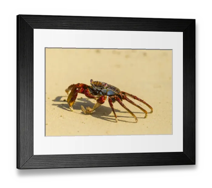 Framed Print : Ecuador, Galapagos National Park. Sally lightfoot crab on beach Framed Print : Ecuador, Galapagos National Park. Sally lightfoot crab on beach