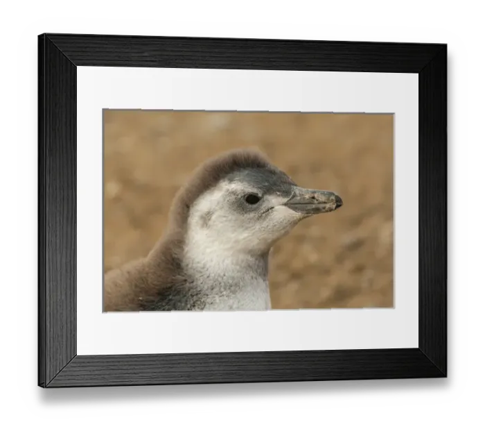 Framed Print : South America, Chile, Patagonia, Isla Magdalena. Portrait of Magellanic penguin chick Framed Print : South America, Chile, Patagonia, Isla Magdalena. Portrait of Magellanic penguin chick