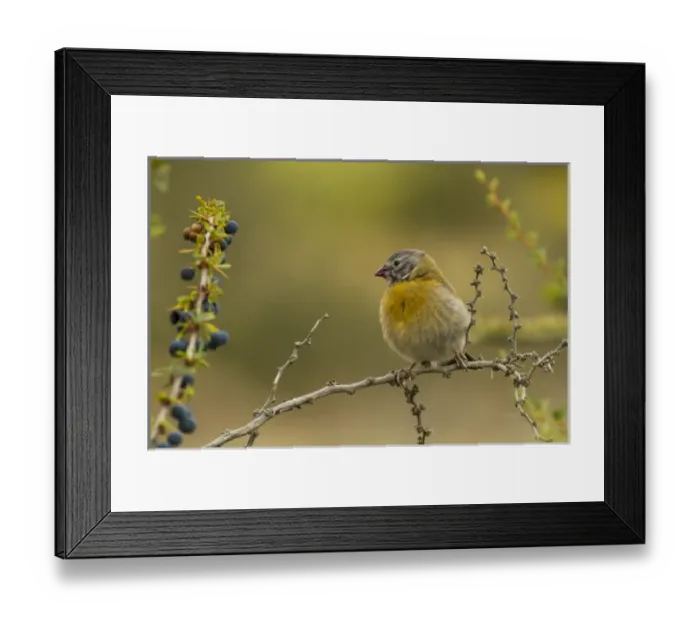 Framed Print : South America, Chile, Patagonia, Torres del Paine National Park. Sierra finch on limb Framed Print : South America, Chile, Patagonia, Torres del Paine National Park. Sierra finch on limb