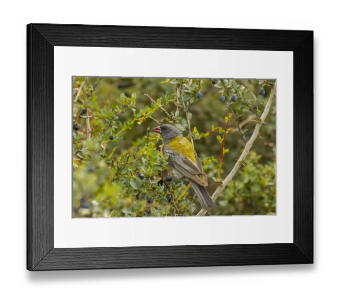 Framed Print : South America, Chile, Patagonia, Torres del Paine National Park. Sierra finch on limb Framed Print : South America, Chile, Patagonia, Torres del Paine National Park. Sierra finch on limb