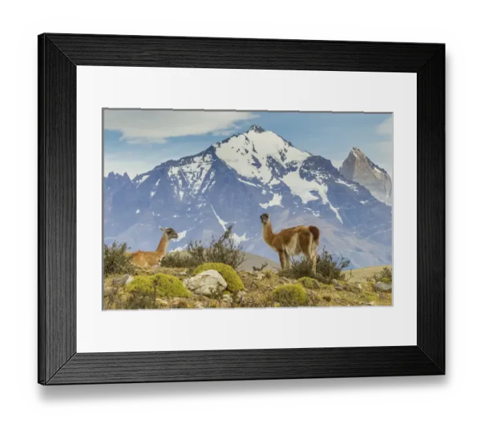 Framed Print : South America, Chile, Patagonia, Torres del Paine Framed Print : South America, Chile, Patagonia, Torres del Paine