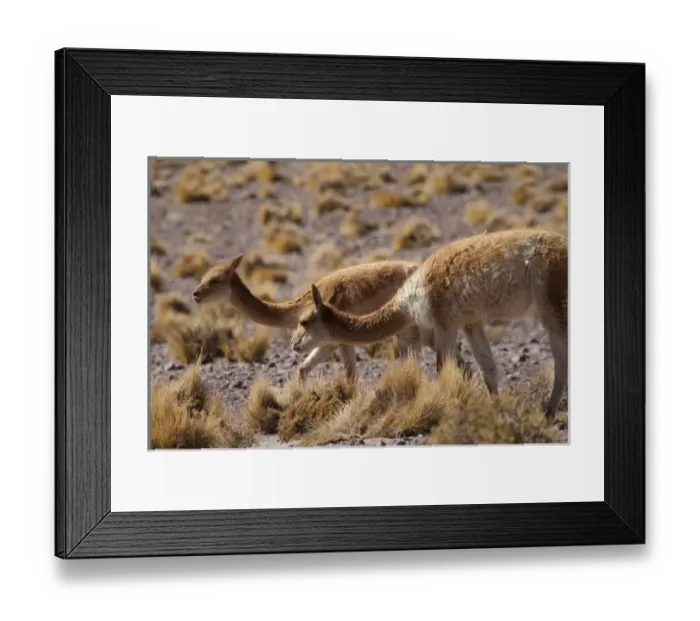 Framed Print : High in the Andes Mountains of the Chilean Atacama desert, at close to 14, 000 feet