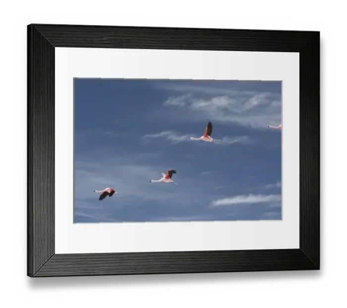 Framed Print : Chiean Flamingos in flight at the Atacama Salt Lake in midday Framed Print : Chiean Flamingos in flight at the Atacama Salt Lake in midday