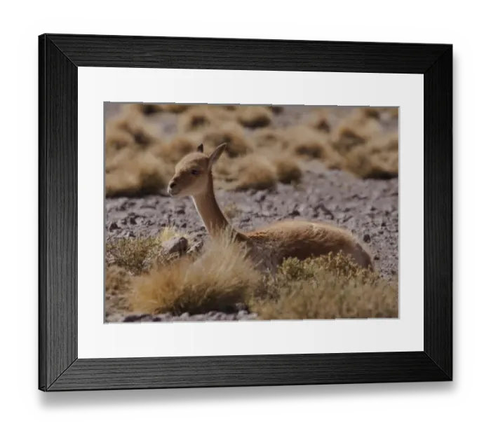 Framed Print : The vicuna is one of two wild South American camelids which live in the high alpine Framed Print : The vicuna is one of two wild South American camelids which live in the high alpine