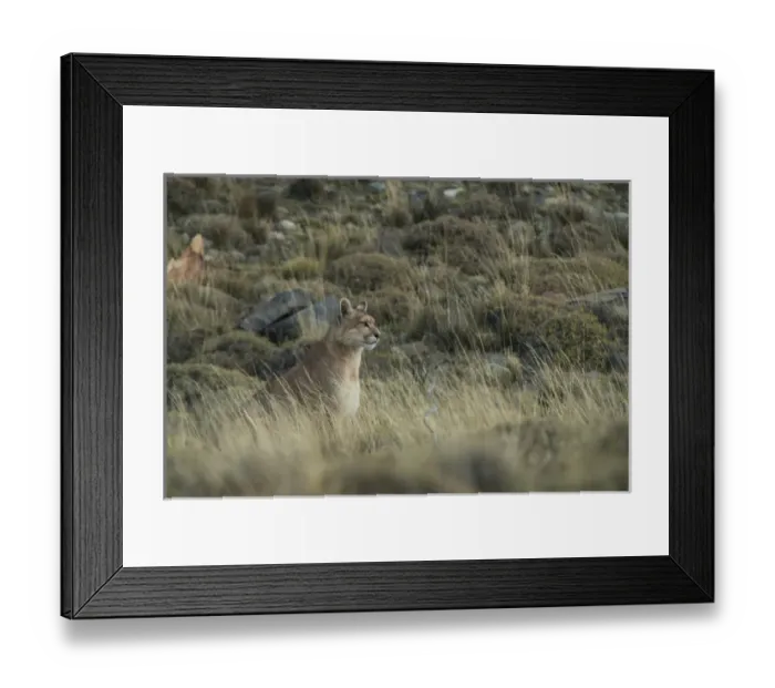Framed Print : Puma (Felis concolor patagonica) female born without tail, Torres del Paine National Park