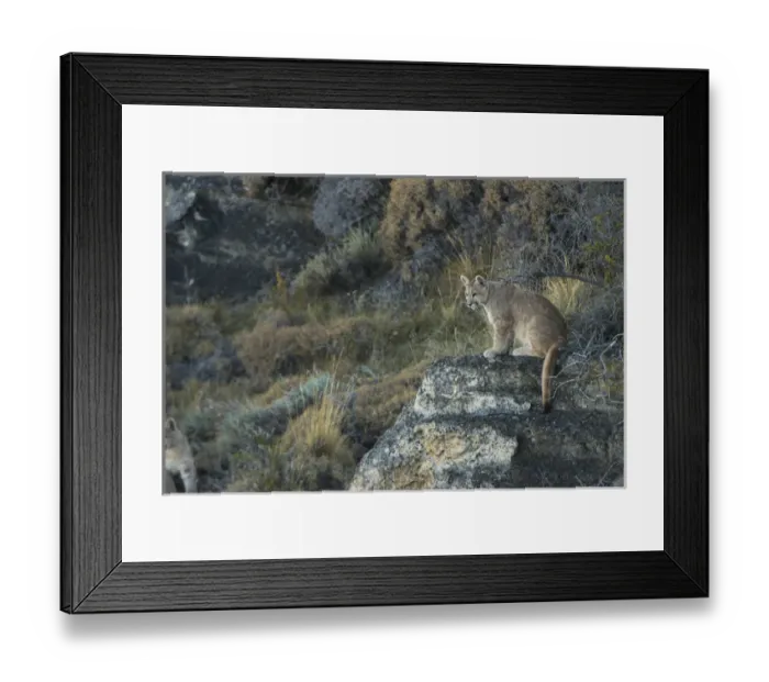 Framed Print : Puma cubs (Felis concolor patagonica) 7 months old Lago Sarmiento, Torres del Framed Print : Puma cubs (Felis concolor patagonica) 7 months old Lago Sarmiento, Torres del