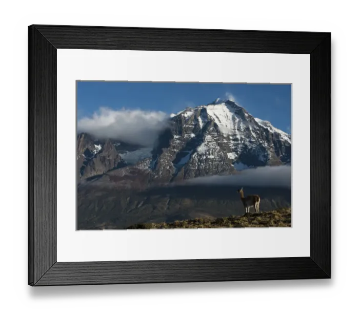 Framed Print : Guanaco (Llama guanaco) with Cordiera del Paine in back, Torres del Paine National Park Framed Print : Guanaco (Llama guanaco) with Cordiera del Paine in back, Torres del Paine National Park