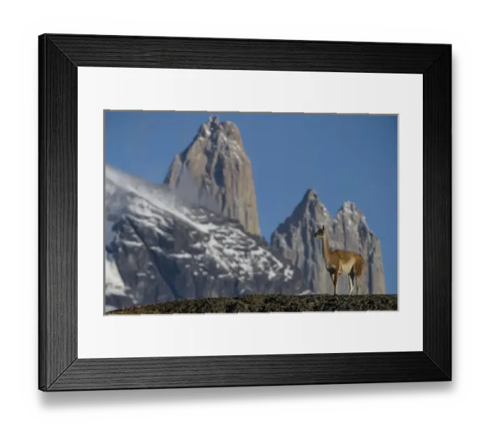 Framed Print : Guanaco (Lama guanaco) with Cordiera del Paine in back, Torres del Paine National Park