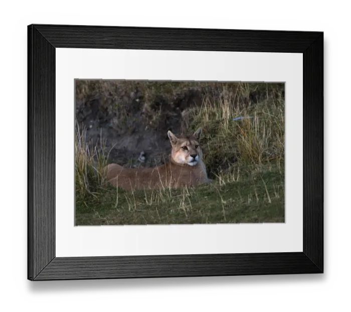 Framed Print : Puma (Felis concolor patagonica) waiting on fence line to hunt guanaco, Torres del Framed Print : Puma (Felis concolor patagonica) waiting on fence line to hunt guanaco, Torres del