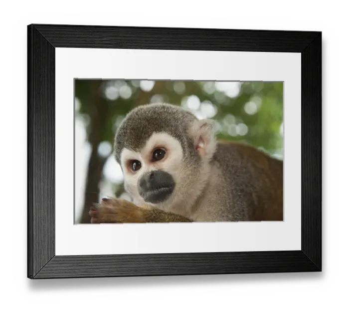 Framed Print : Common Squirrel Monkey (Saimiri sciureus), CAPTIVE pet, Coca Town, Amazon Rainforest, ECUADOR