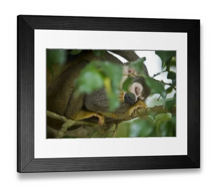 Framed Print : Common Squirrel Monkey (Saimiri sciureus), Yasuni National Park, Amazon Rainforest, ECUADOR
