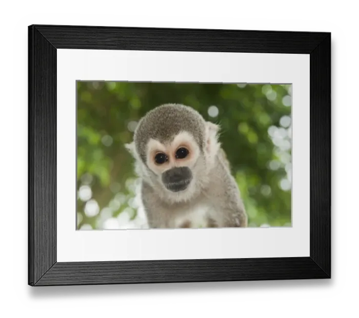 Framed Print : Common Squirrel Monkey (Saimiri sciureus), CAPTIVE pet, Coca Town, Amazon Rainforest, ECUADOR Framed Print : Common Squirrel Monkey (Saimiri sciureus), CAPTIVE pet, Coca Town, Amazon Rainforest, ECUADOR