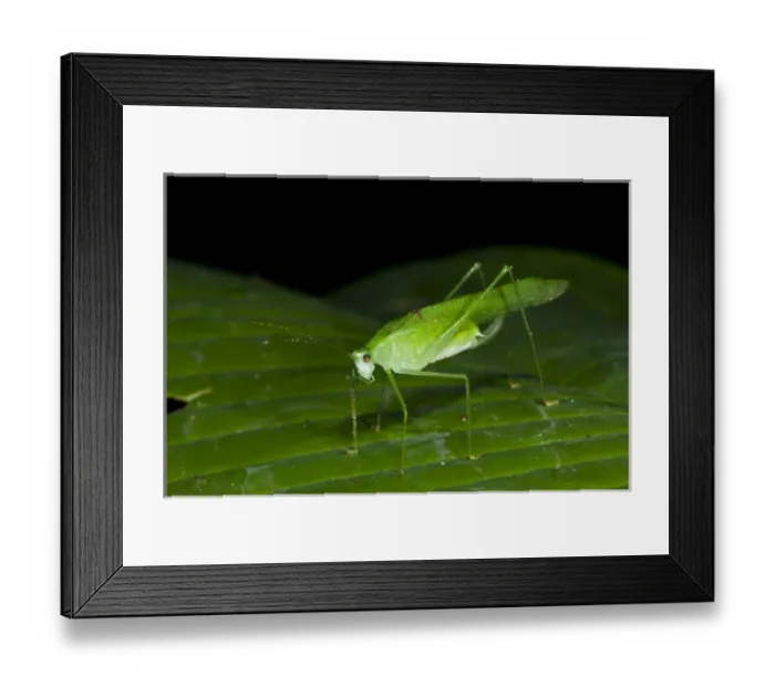 Framed Print : False Leaf Katydid. Yasuni National Park, Amazon Rainforest ECUADOR. South America Framed Print : False Leaf Katydid. Yasuni National Park, Amazon Rainforest ECUADOR. South America