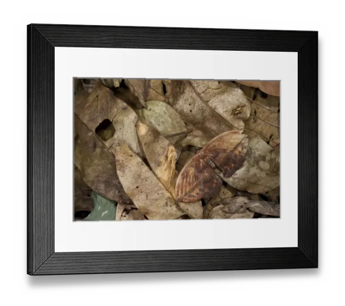 Framed Print : Dead-leaf Moth (Oxytenis sp), Yasuni National Park, Amazon Rainforest, ECUADOR
