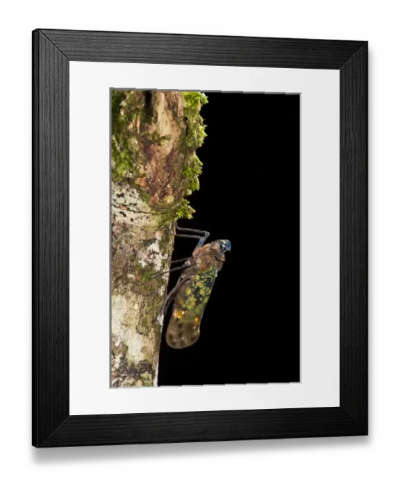 Framed Print : Fulgoroid plant-hopper (Flatidae), Yasuni National Park, Amazon Rainforest, ECUADOR Framed Print : Fulgoroid plant-hopper (Flatidae), Yasuni National Park, Amazon Rainforest, ECUADOR