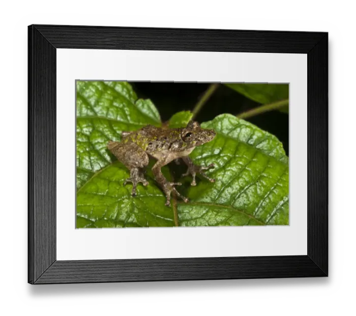 Framed Print : Eirunepes Snouted Frog (Scinax garbei) Yasuni National Park, Amazon Rainforest Framed Print : Eirunepes Snouted Frog (Scinax garbei) Yasuni National Park, Amazon Rainforest