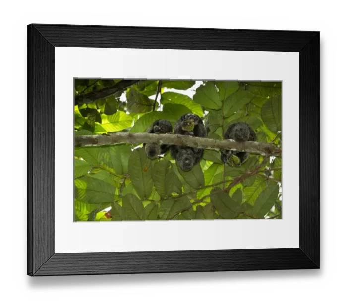Framed Print : Equatorial Saki (Pithecia aequatorialis) with radio collar Tiputini Biodiversity Station Framed Print : Equatorial Saki (Pithecia aequatorialis) with radio collar Tiputini Biodiversity Station