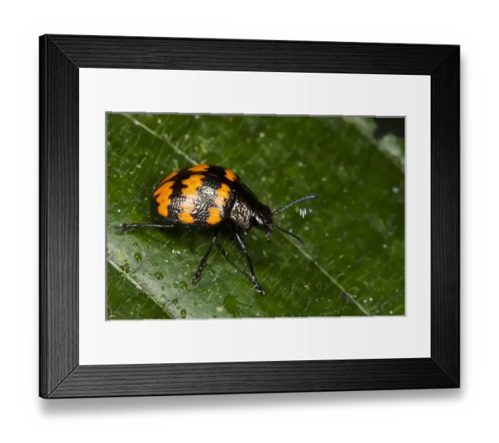 Framed Print : Fungus Beetle (Erotylus sp) (Erotylidae), Yasuni National Park, Amazon Rainforest, ECUADOR Framed Print : Fungus Beetle (Erotylus sp) (Erotylidae), Yasuni National Park, Amazon Rainforest, ECUADOR
