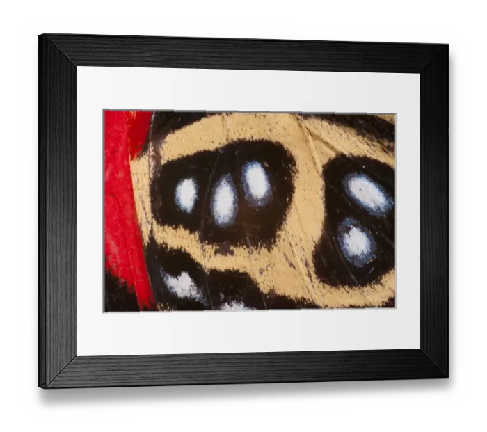 Framed Print : Godarts Numberwing butterfly wing detail (Callicore pygas) Yasuni National Park Framed Print : Godarts Numberwing butterfly wing detail (Callicore pygas) Yasuni National Park
