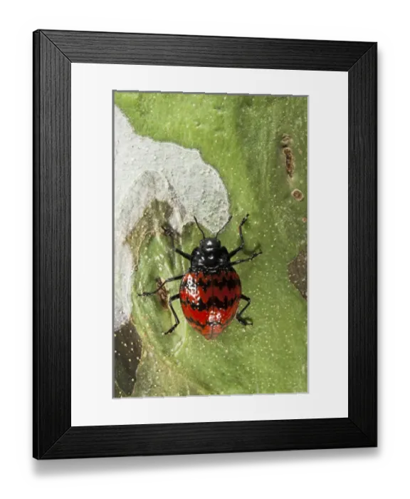Framed Print : Fungus Beetle (Erotylus sp) (Erotylidae), Yasuni National Park, Amazon Rainforest, ECUADOR Framed Print : Fungus Beetle (Erotylus sp) (Erotylidae), Yasuni National Park, Amazon Rainforest, ECUADOR