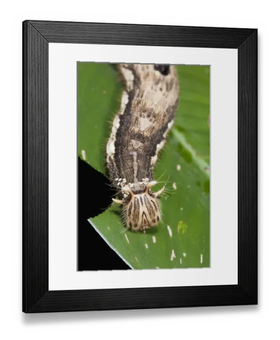 Framed Print : Giant Owl Butterfly Caterpillar (Caligo memnon) Eggs laid on neck area by parasitic wasp Framed Print : Giant Owl Butterfly Caterpillar (Caligo memnon) Eggs laid on neck area by parasitic wasp