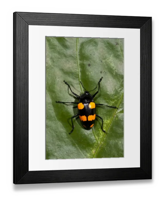 Framed Print : Fungus Beetle (fam. Erotylidae), Yasuni National Park, Amazon Rainforest, ECUADOR Framed Print : Fungus Beetle (fam. Erotylidae), Yasuni National Park, Amazon Rainforest, ECUADOR