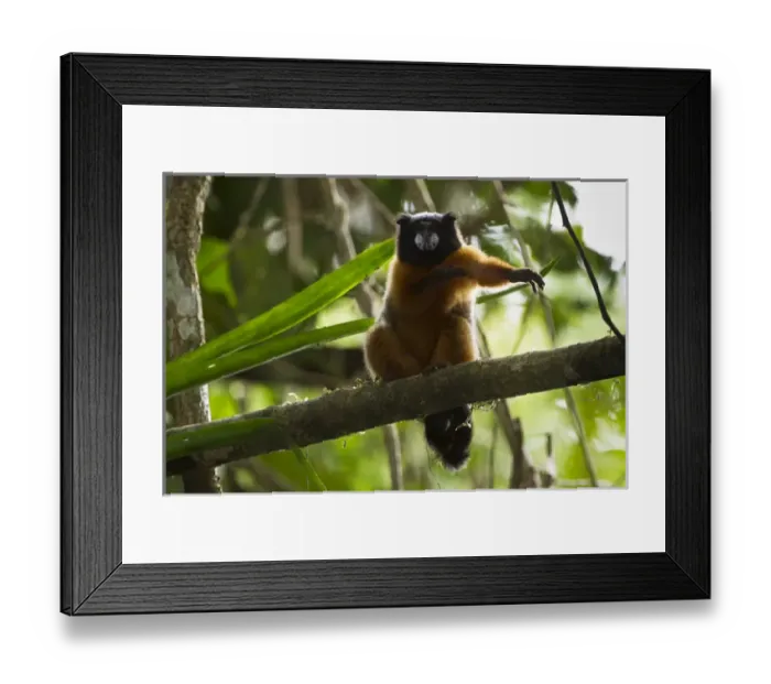 Framed Print : Golden-mantled Tamarin, (Saguinus tripartitus), Yasuni National Park, Amazon Rainforest, ECUADOR