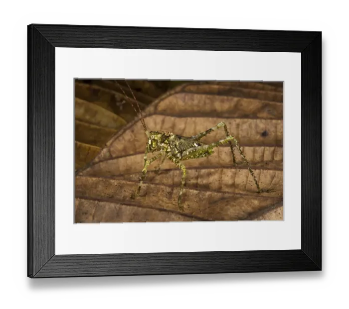 Framed Print : Green Spiny Katydid (Tettigoniidae), Yasuni National Park, Amazon Rainforest, ECUADOR Framed Print : Green Spiny Katydid (Tettigoniidae), Yasuni National Park, Amazon Rainforest, ECUADOR