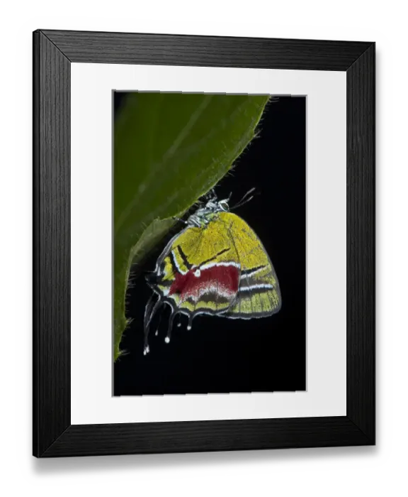 Framed Print : Green Hairstreak Butterfly (Lycaeninae), Yasuni National Park, Amazon Rainforest, ECUADOR Framed Print : Green Hairstreak Butterfly (Lycaeninae), Yasuni National Park, Amazon Rainforest, ECUADOR