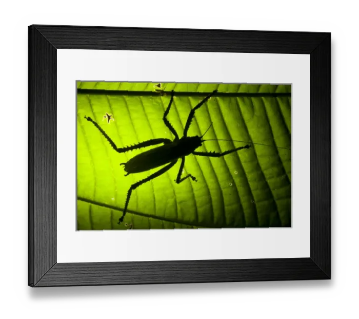 Framed Print : Katydid (Choeroparnops alatus), Yasuni National Park, Amazon Rainforest. ECUADOR Framed Print : Katydid (Choeroparnops alatus), Yasuni National Park, Amazon Rainforest. ECUADOR