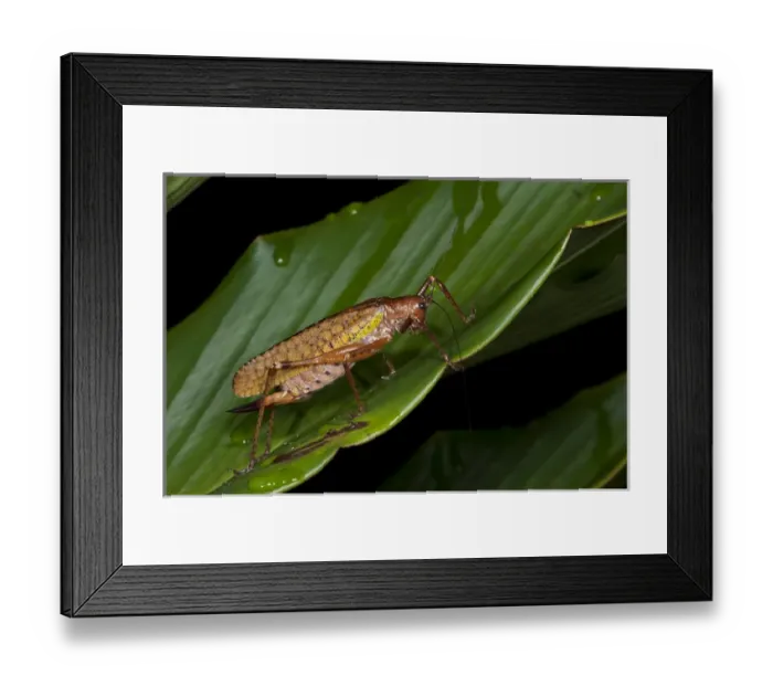 Framed Print : Katydid (Choeroparnops alatus), Yasuni National Park, Amazon Rainforest, ECUADOR