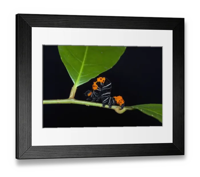Framed Print : Inchworm (Geometridae) Moth larvae, Yasuni National Park, Amazon Rainforest, ECUADOR Framed Print : Inchworm (Geometridae) Moth larvae, Yasuni National Park, Amazon Rainforest, ECUADOR