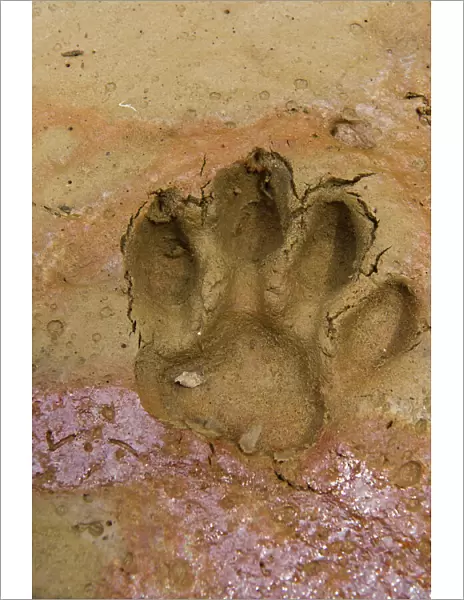 Jaguar (Panthera onca) Footprints, Yasuni National Park, Amazon Rainforest, ECUADOR