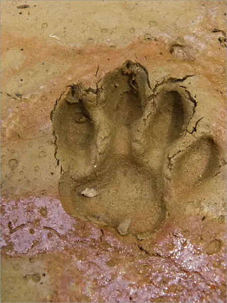 Jaguar (Panthera onca) Footprints, Yasuni National Park, Amazon Rainforest, ECUADOR