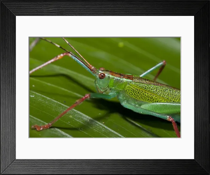 Framed Print : Katydid (Tettigoniidae), Yasuni National Park, Amazon Rainforest, ECUADOR. South America Framed Print : Katydid (Tettigoniidae), Yasuni National Park, Amazon Rainforest, ECUADOR. South America