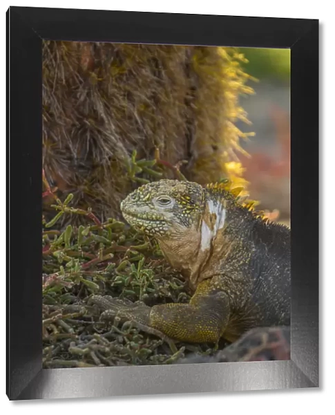 Ecuador, Galapagos National Park. Profile of land iguana