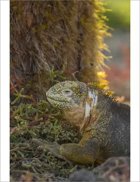 Ecuador, Galapagos National Park. Profile of land iguana