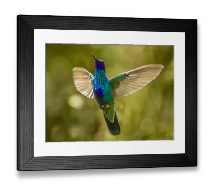 Framed Print : Ecuador, Galapagos National Park, Nono. Sparkling violet-ear hummingbird in flight Framed Print : Ecuador, Galapagos National Park, Nono. Sparkling violet-ear hummingbird in flight