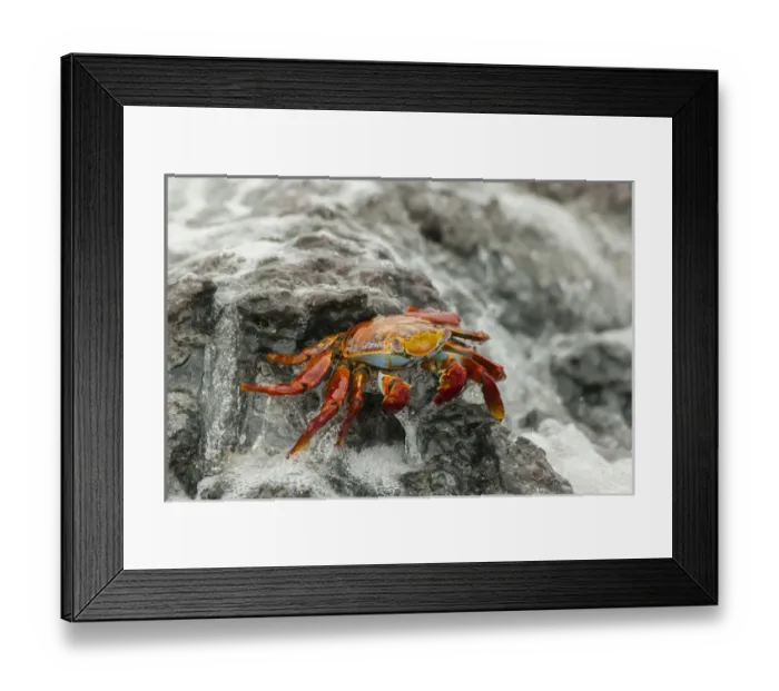 Framed Print : Ecuador, Galapagos National Park. Sally lightfoot crab on beach rock Framed Print : Ecuador, Galapagos National Park. Sally lightfoot crab on beach rock