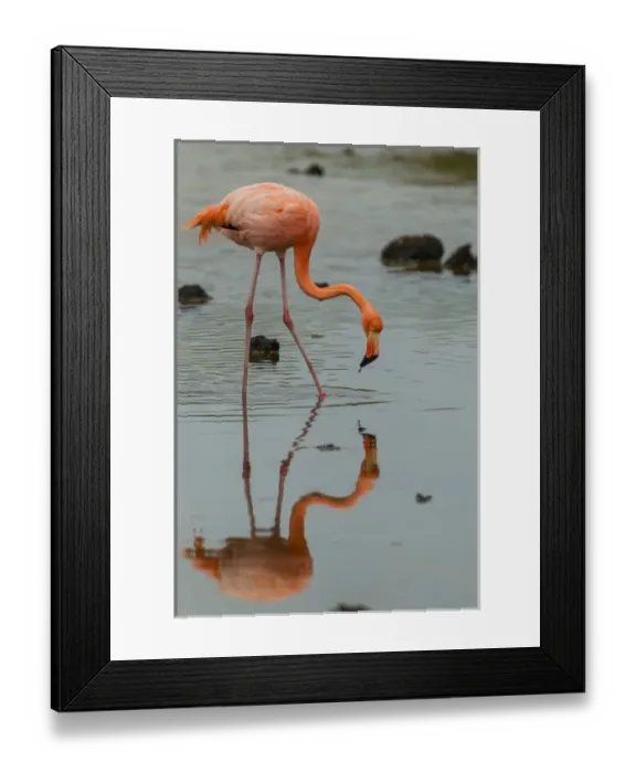 Framed Print : Ecuador, Galapagos National Park. Wading greater flamingo Framed Print : Ecuador, Galapagos National Park. Wading greater flamingo